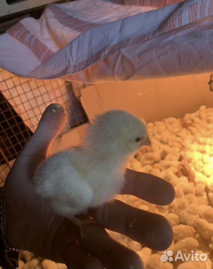 Петушки недельные