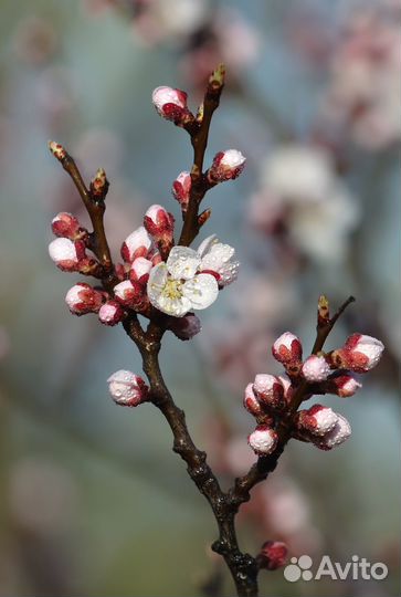 Абрикос сушенный