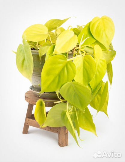 Филодендрон неон лайм
