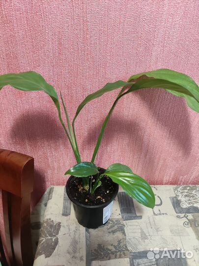 Комнатные растения цветы