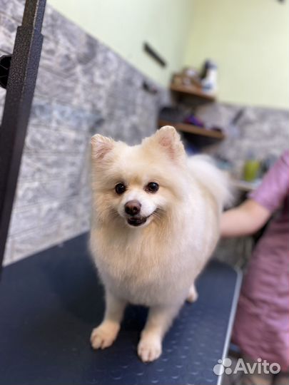 Стрижка собак и кошек в Щёлково