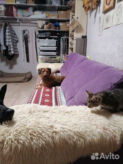 Собака в добрые руки