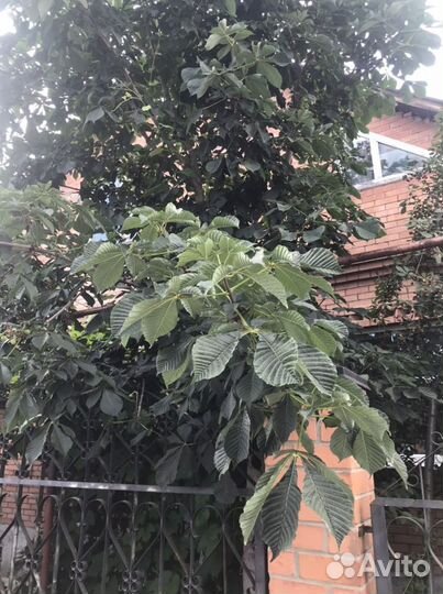 Саженцы конского каштана