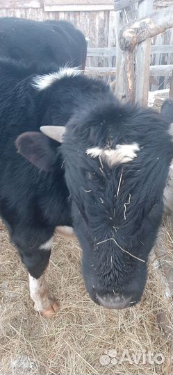 Быки на мясо