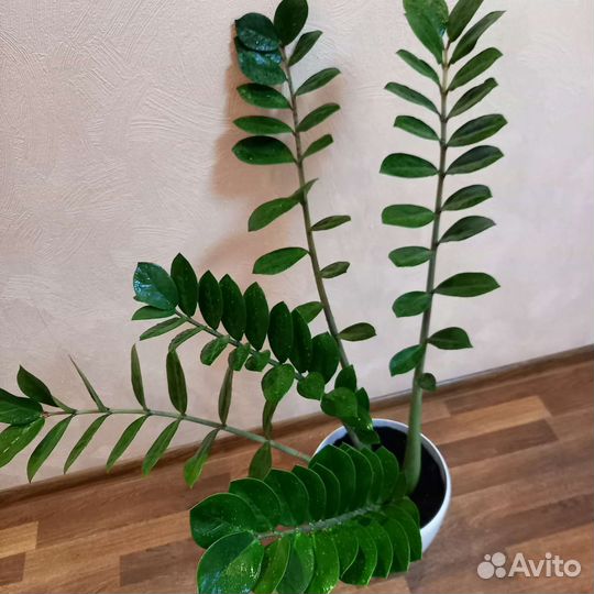 Замиокулькас