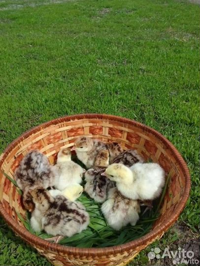 Яйца индюшиные инкубационные