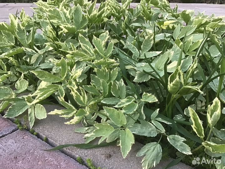 Морозник, сныть, вербейник