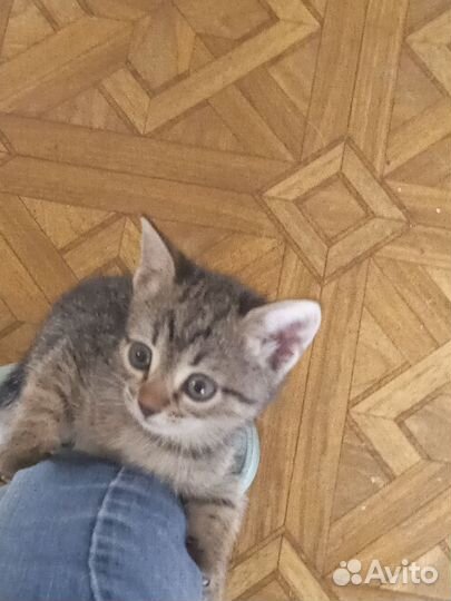 Британская кошка в дар