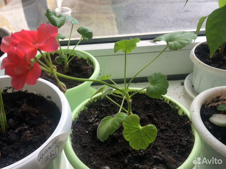 Комнатные цветы