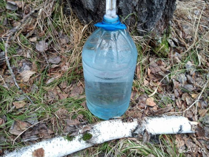 Берёзовый сок