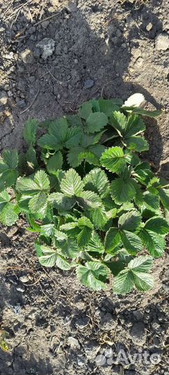Саженцы земляники и клубники