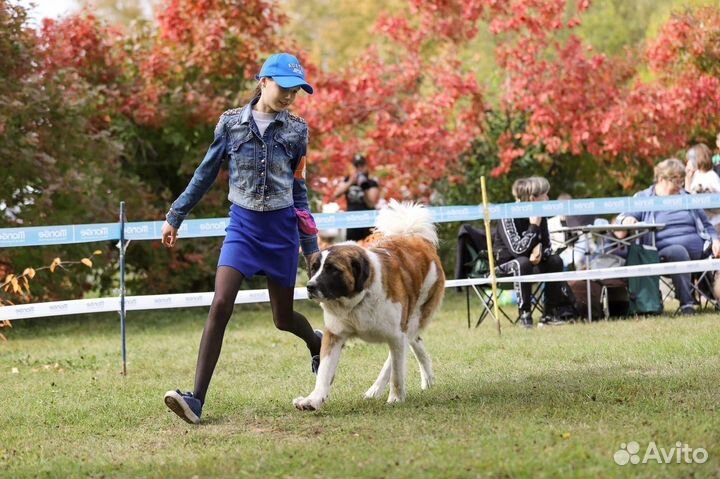 Услуги хендлера