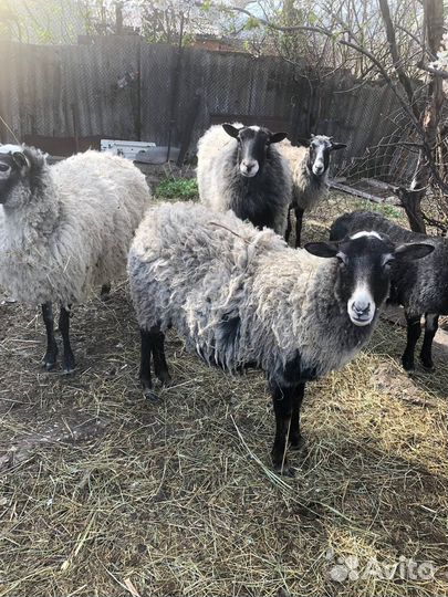 Романовские овцы