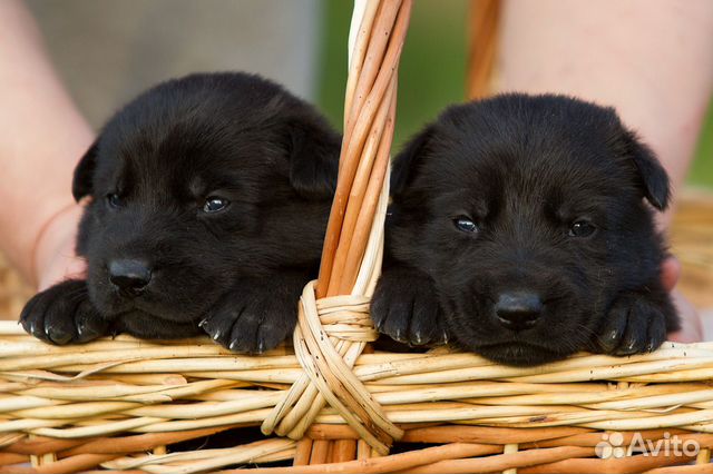 Гладкие черные немецкие овчарки -щенки