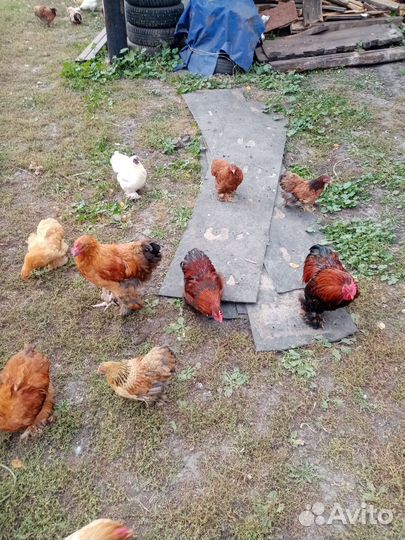 Карликовые кохинхины куры