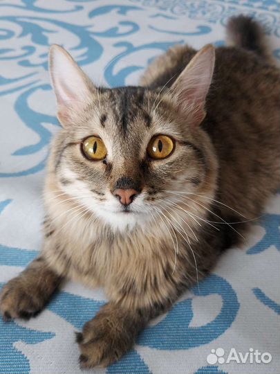 Отдам кота в добрые руки