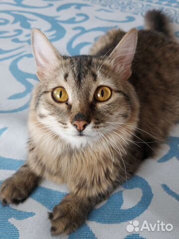 Отдам кота в добрые руки