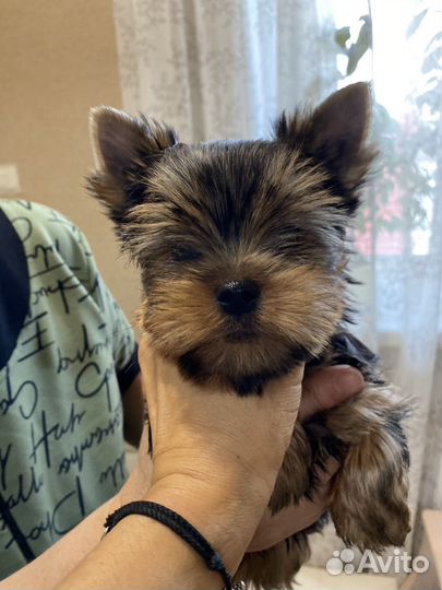 Йоркширский терьер щенки