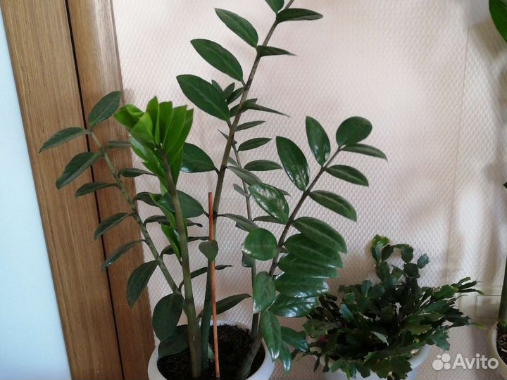 Замиокулькас, гиппеаструм