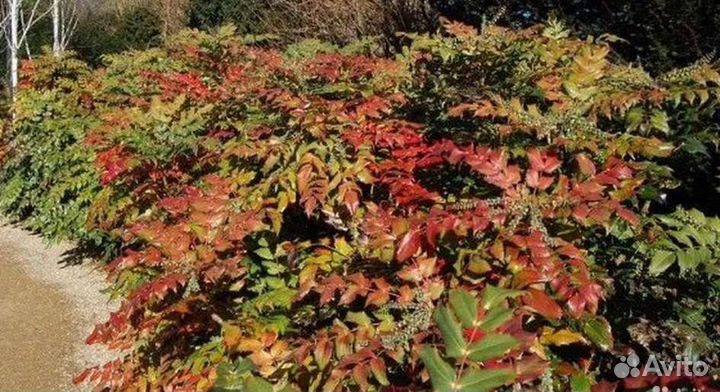 Магония падуболистная