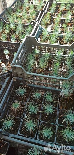 Сеянец Сосны