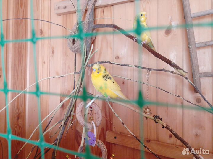 Волнистый попугай с клеткой