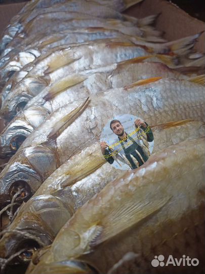 Гигантская тарань вяленая с икрой