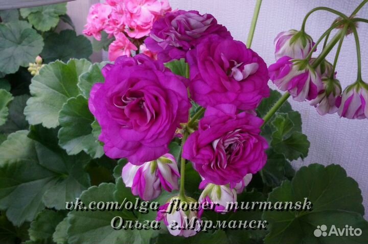 Пеларгонии сортовые