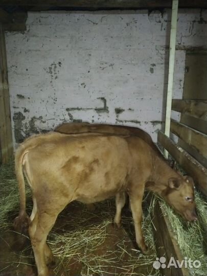 Телята телочки