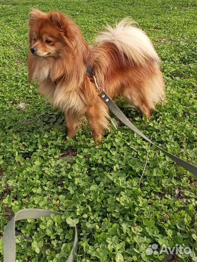 Немецкий малый шпиц вязка мальчик