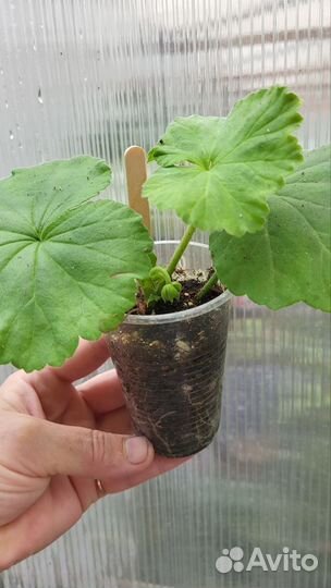 Пеларгония герань