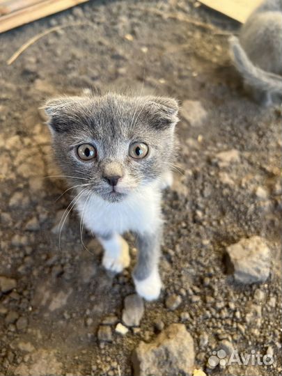 Отдам в добрые руки котенка
