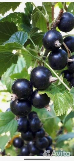 Смородина черная и красная