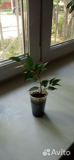 Мирт черенки