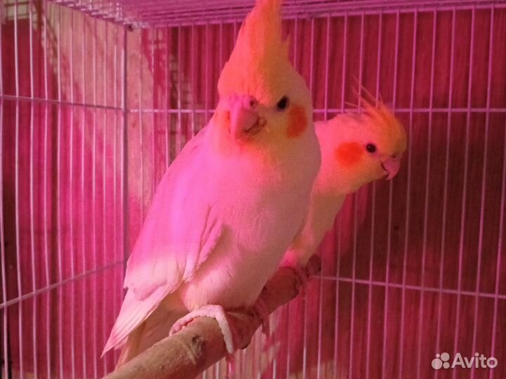 Попугай волнистый, корелла