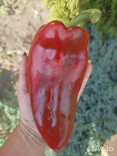 Семена коллекционных перцев