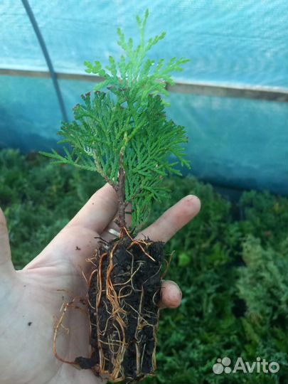 Туя Коломна саженцы опт