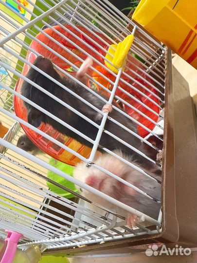 Серийские хомяки