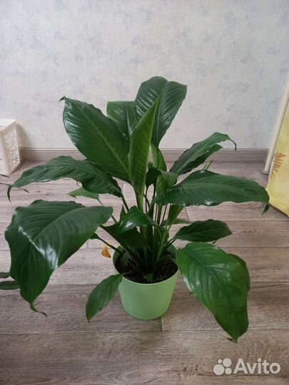 Комнатные цветы