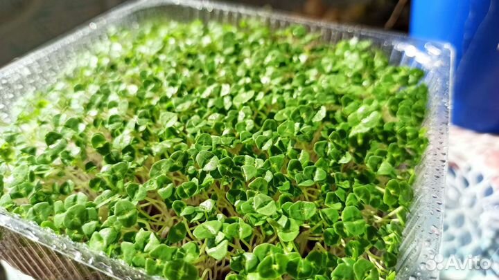 Микрозелень - живые витамины