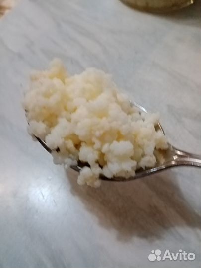 Кефирный гриб