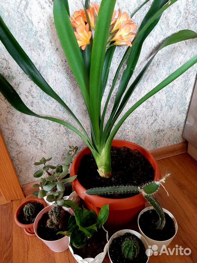 Комнатные растения