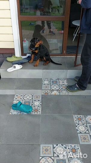 Услуги кинолога с выездом спб и область