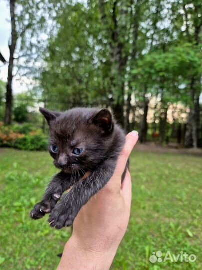 Чудо Котенок Мишенька ищет дом