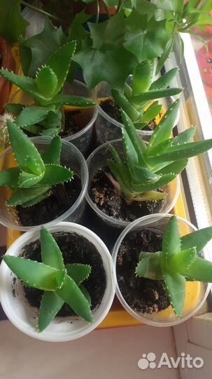 Комнатные растения цветы