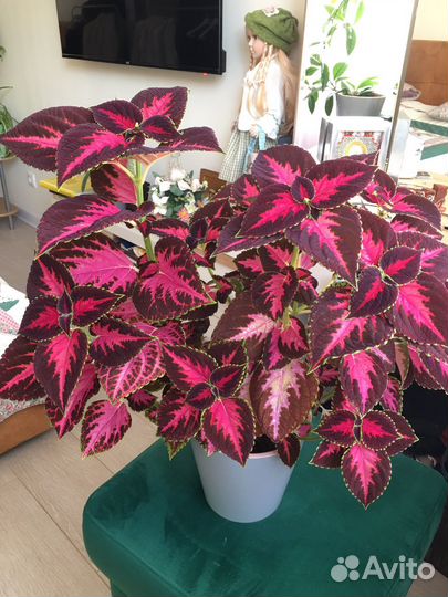 Комнатные цветы