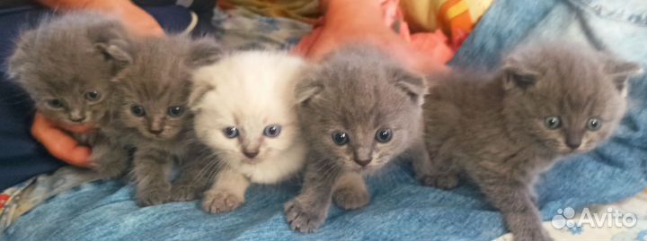 Котята