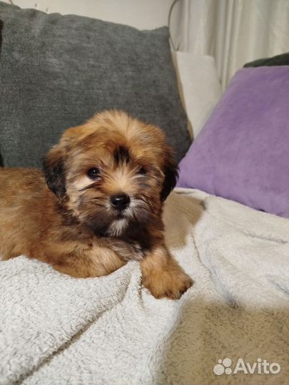 Русская цветная болонка