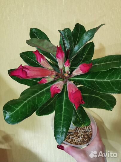 Адениум Ma Nee Nate