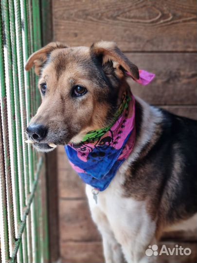 Добрая Зита ждет своего хозяина с большим сердцем